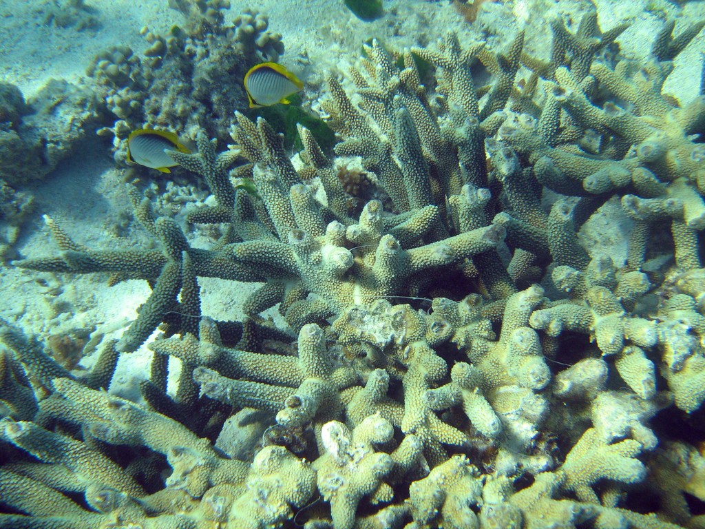Reef & Marine Life
